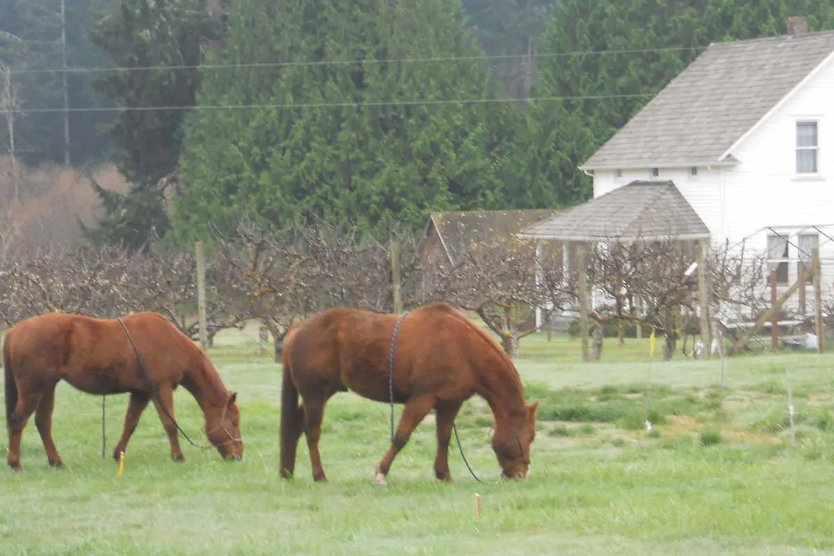 Horses grazing near Johnson Farm